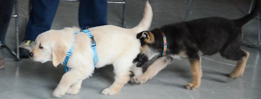 Puppies at kindergarten class